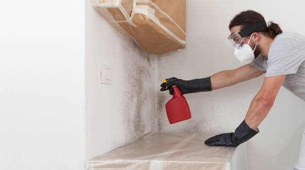 Professional Basement Mold Remediation technician working in Annville, PA