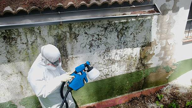 Top rated local Basement Mold Remediation specialists in Annville, PA